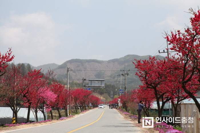 홍도화가 활짝 핀 금산군 홍도마을 거리 홍도화가 활짝 핀 금산군 홍도마을 거리