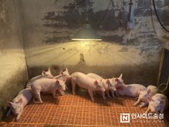 충남농기원 “한파 대비하세요” 겨울철 축사관리 안내