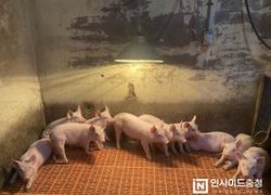 충남농기원 “한파 대비하세요” 겨울철 축사관리 안내