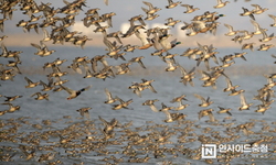 삽교호 찾아온 가창오리 40여 만 마리 군무
