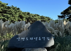“안면도 자연유향림으로 가을맞이 오세요!”