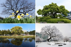 충남 지역 역사 생태 품은 보호수 체계적 관리 나선다