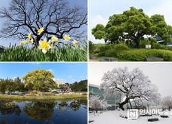 충남 지역 역사 생태 품은 보호수 체계적 관리 나선다
