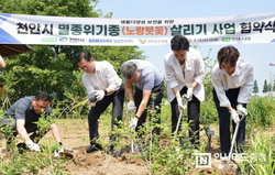천안시, ‘노랑붓꽃’ 서식지 조성 “멸종위기생물 살린다”