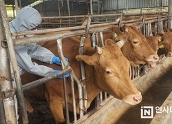 충남도, 소·염소 57만 두 구제역 접종 내달 시작