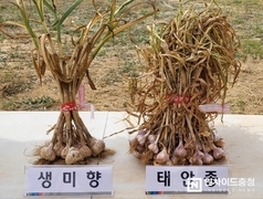충남도 농기원, ‘순한 맛’ 마늘 신품종 생미향 첫선