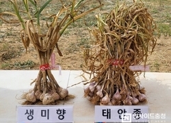 충남도 농기원, ‘순한 맛’ 마늘 신품종 생미향 첫선
