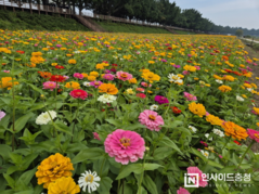 아산시 곡교천 아름답게 물들인 가을꽃 절정