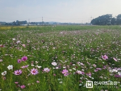 ‘봉선 홍경사지’ 코스모스 만발…추석 연휴 관광지로 주목